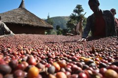 The skill of judging the roasting degree of coffee beans