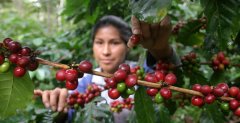 The rich bitter cocoa aroma of Honduran coffee is like a healing coffee journey.