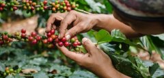 Description of Coffee Flavor in Ethiopia Sunshine Sidamo G1 Valley Shakisuogesha processing Plant