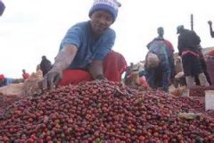 Flavor characteristics of Kenyan boutique coffee beans introduction to Kenya AA TOP Coffee Grade