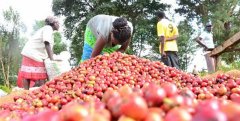 Description of Flavor and Taste of Fine Coffee in Kenya AA TOP Mahiga processing Plant