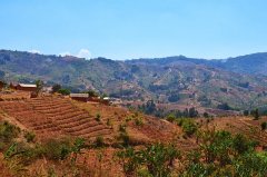 Description of Malawian Coffee Misuku Mountain Household Farm White Honey Rose Summer Flavor