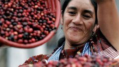 Description of flavor and aroma of Guatemalan Vivette Nanguo Maya washed coffee