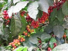 Description of 100% bourbon coffee flavor in Antigua Flower God-Belacamona Manor, Guatemala