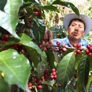 Guatemala Antigua Flower God-Belacamona Manor Classic Coffee Flavor description