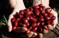 The difference between Yejasuefi and Sidamo, the flavor characteristics of Yejasuefi and Sidamo.