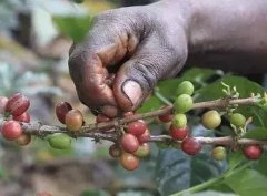 Coffee Trading system in Ethiopia | ECX Trading system