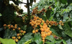 Flavor characteristics of Brazilian Yellow bourbon Fine Coffee Bean varieties taste manor planting conditions raw bean treatment method