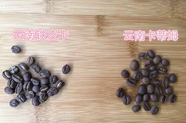 Raw bean file | Yunnan small grain coffee Yunnan iron pickup Typica boutique coffee beans