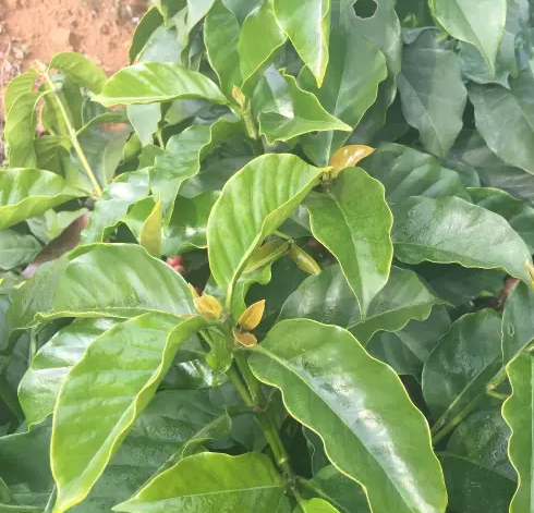 The difference between iron pickup and black coffee, the difference between small grains in Yunnan, and the characteristic flavor of iron pickup coffee.