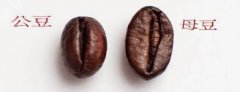 Figure out how to distinguish between coffee beans and soybeans.