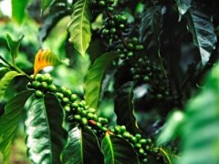 Planting conditions and environmental methods of coffee trees require the growth process of fruit coffee cherries