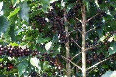 What do you mean by dried fruit on a tree? What are the flavor characteristics of dried fruit coffee on the tree?