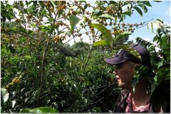 Honey-treated Fakaduai Fine Coffee Flavor and aroma description of the Manor of the Cocova Mountains in Panama