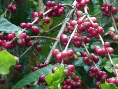 Description of brewing flavor, flavor and aroma of washed fine coffee in Tarazhu Shepherd Boy Manor, Costa Rica