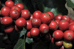 Introduction to the award-winning flavor of sun-tanned coffee in Fairview Manor, Tangmeo processing Plant, Costa Rica