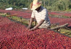 Introduction to the planting Environment of Black Honey Coffee in Rivas Manor, Costa Rica