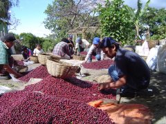 Introduction to the hardware equipment of Bourbon Honey treatment Coffee planting in Tarazhu three Miracle Manor, Costa Rica