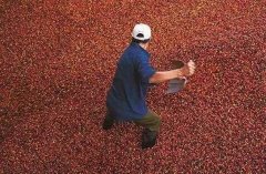 Introduction to the output of Coffee trees in Carmen Manor, Panama