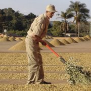 Coffee cultivation quality in Tanzania Coffee Farmers' Economic Environment Coffee Export