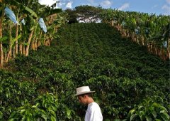 Introduction to the flavor and taste of Sumatra WAHANA-Rasuna coffee