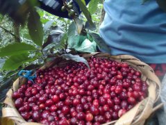 Nicaraguan Golden Valley Manor Jose small Farmers washed Kaddura has golden kiwi flavor!