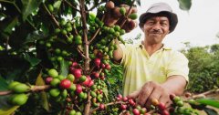 Ecuador Coffee, a new coffee producing area with great potential, which is rare in China.