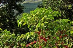 Panamanian Don Page Coffee Manor founded by the Father of Panamanian Rose Summer Coffee