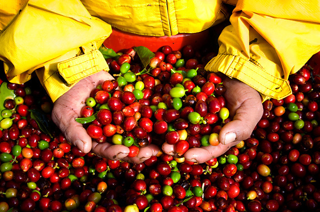 Simple understanding of Coffee Certification: certified Coffee ≠ has a delicious aroma of fine coffee