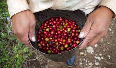 Introduction of a new variety developed in Honduras-Urguado small farmer Pacas+IH90 coffee from St. Vincent's processing plant