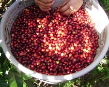 Colombia Coffee Cesar Province Bear Processing Farm Origin Information Tibica Washed Coffee Flavor Characteristics