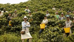 Introduction to the characteristics of coffee flavor in the producing area of Hailera Coffee Manor in Antioquia, Colombia