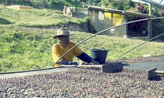 Brazil Minas del Sur High View Estate Sun-baked Yellow Bourbon Coffee Flavor Features Origin Information