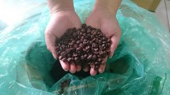 Brazilian Syrador Water Vapor Special treatment Brown Sugar and Sweet Potato Flavor Coffee Bean producing area Information processing method