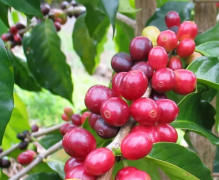 Standard output of G1 characteristic flavor and taste of the best coffee in Sidamo, Ethiopia