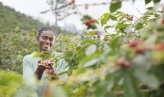 Introduction to the flavor of coffee in Akulu Pakuarya Farrance Farm