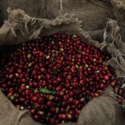 Introduction of Origin Information of Bourbon Coffee Flavor treated with Honey at Santa Elena Manor in El Salvador