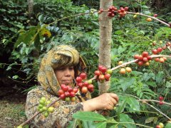 Mantenin G1, a young mountain in Sumatra, Indonesia, is suitable for three times of hand-matched beans and single baking.
