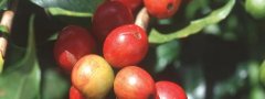 Flavor characteristics of AA washed coffee in Sigri / Paradise Bird Manor, Papua New Guinea