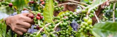 2016 Nicaraguan COE Champion-South Blue dove Manor Award record Manor Information introduction
