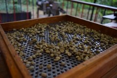 Exploring the secrets and classification of coffee bean names: how to distinguish the quality of coffee beans