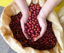 What's so special about the unique Guatemalan coffee region?