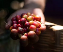 Vivetna fruit, the most famous coffee bean in Guatemala, can be compared with Antigua.