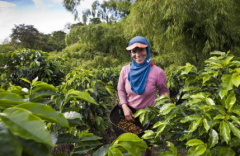 Costa Rican Water washing Vera Saatchi Cup Test Notes