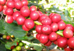 The advantaged trade situation of the main exporting countries of Colombian coffee