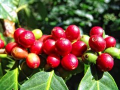 Introduction to the Origin Information of the Secret Manor in Nicaragua the flavor characteristics of washed red Kaddura coffee