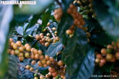 Nicaragua lemon tree estate information Red honey processing yellow pa camara coffee flavor characteristics