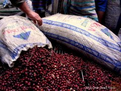 Guatemala Antigua Coffee Farmers Association APCA Information introduction to the flavor of washed Kaddura coffee