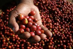 Kenya Jakundu Cooperative Information introduction to the flavor characteristics of Kenya PB round bean coffee