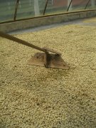 Kenya Veolia processing plant (cooperative) data information Kenya AB coffee bean processing process